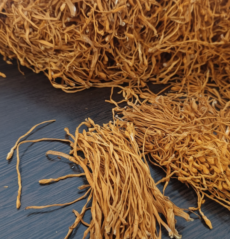 قارچ کوردیسپس اصل دارویی