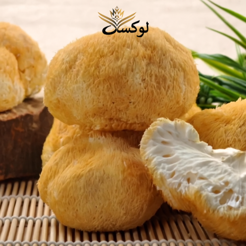 قارچ یال شیر تازه